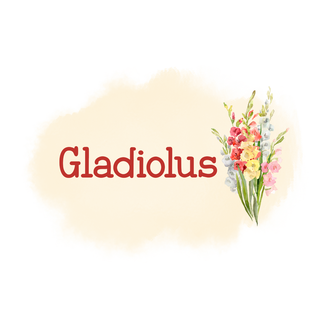 268 - Gladiolus
