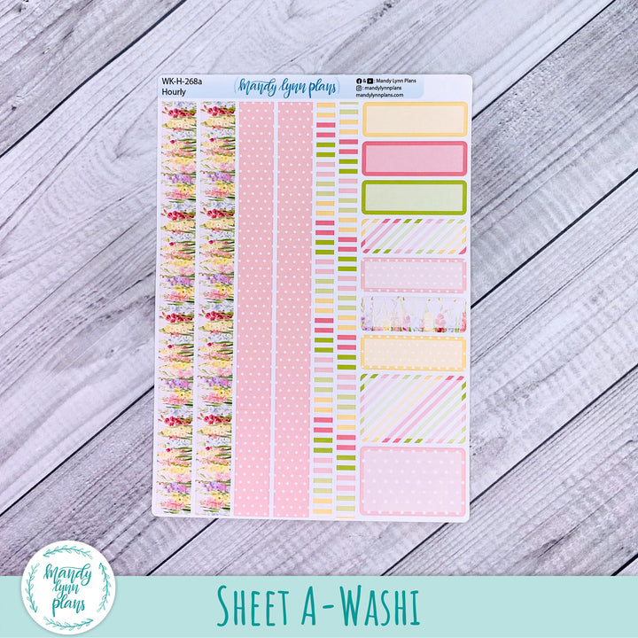 EC Hourly Weekly Kit || Gladiolus || WK-H-268