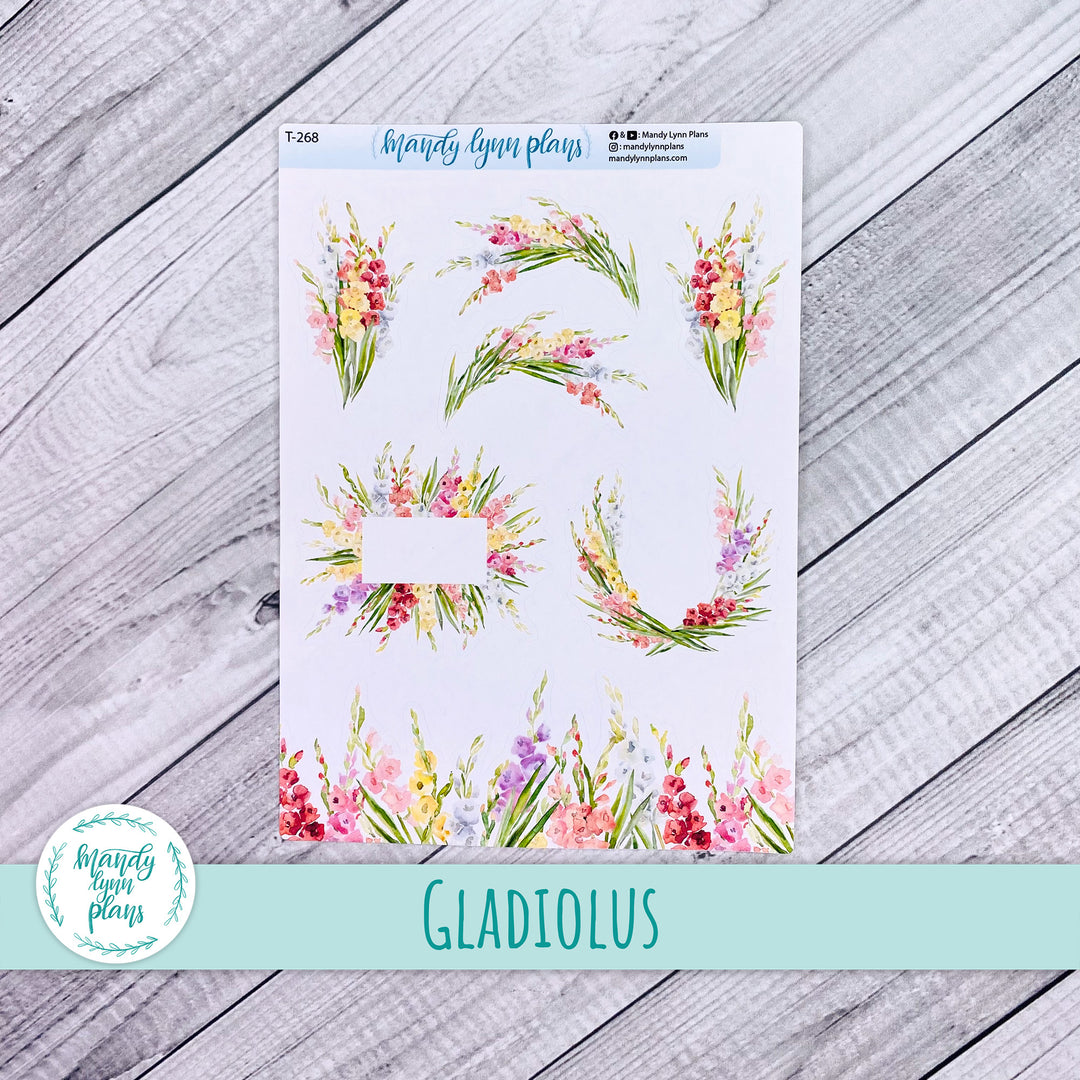 Gladiolus Deco || T-268