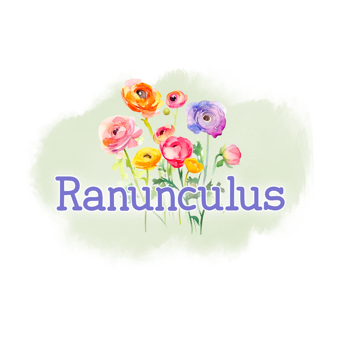 343-Ranunculus