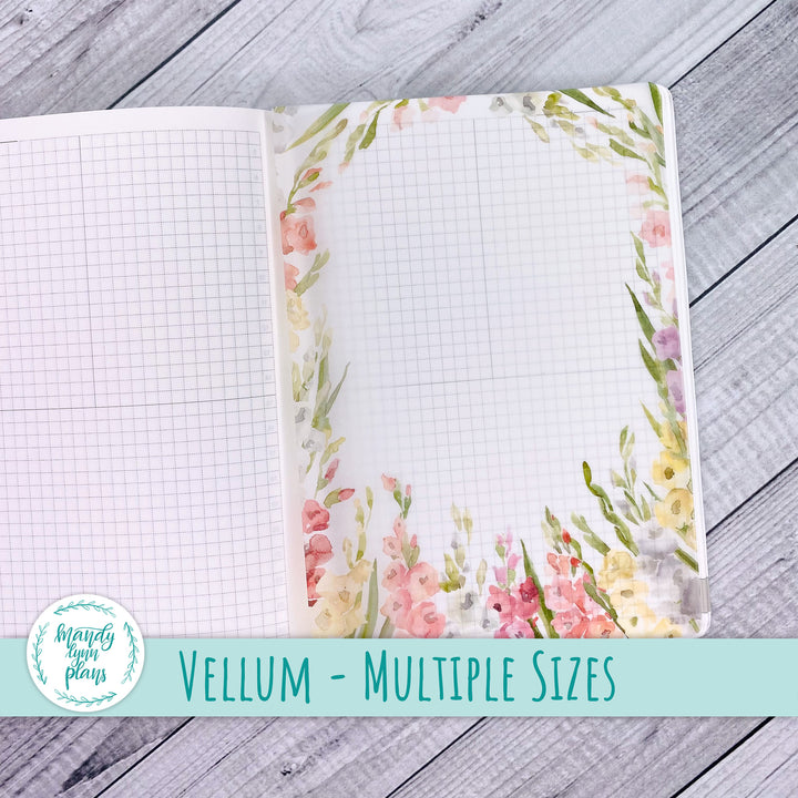 Gladiolus Vellum || 268